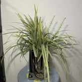 Cymbidium * 20